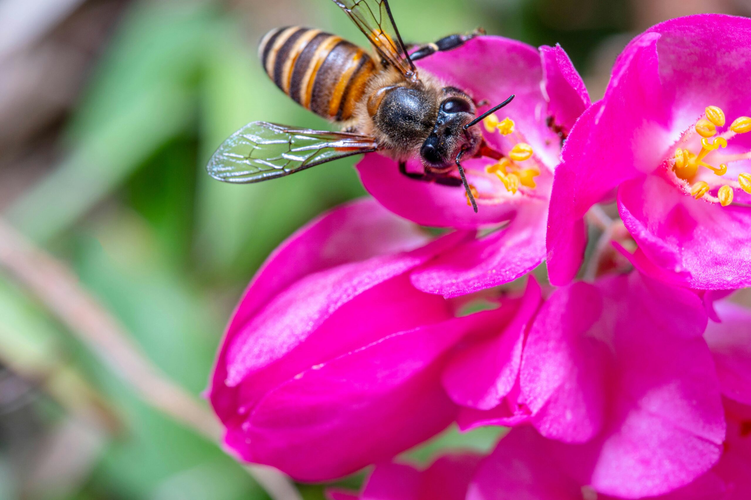 Bee on a bright pink flower